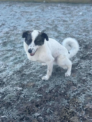 Zaubermaus Betsy auf drei Pfoten Bild 8