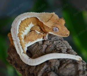 Kronengecko Lilly White Yellow Orange 