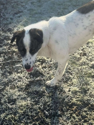 Zaubermaus Betsy auf drei Pfoten Bild 9