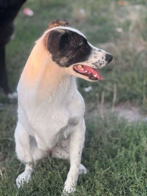 Zaubermaus Betsy auf drei Pfoten Bild 12