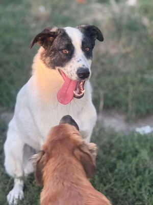 Zaubermaus Betsy auf drei Pfoten Bild 11