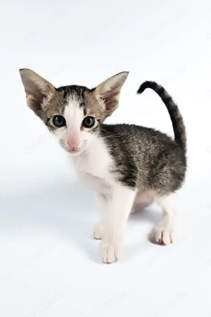 Ich bin Ulya, ein Mädchen mit orientalischem Kurzhaarhaar.