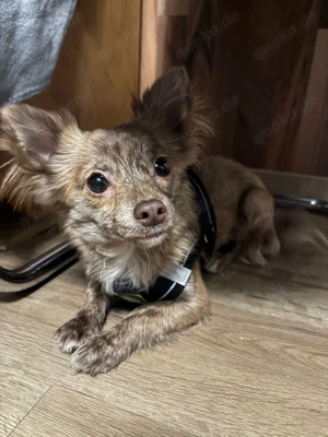 Reinrassiger Langhaar Chihuahua