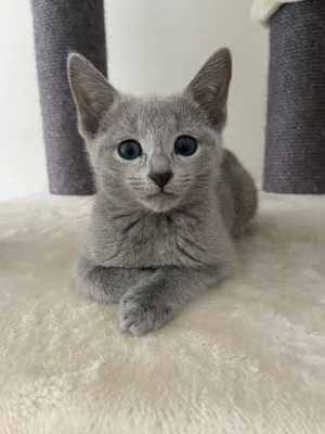 Russisch Blau Kitten 