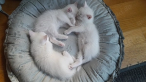 Maine Coon Mama 100% BKH Papa 100% 2 Jungs Weiss 1 Mädchen Weiss mit 2 kleinen flecken