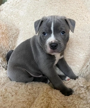  **Blaue Staffy-Welpen zu verkaufen!**