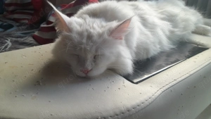 Nur noch 3 Main Coon Mix in schnee Weiss