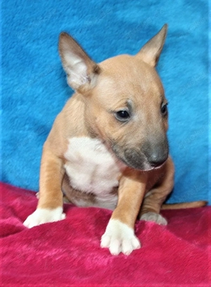 Miniatur Bullterrier Welpe