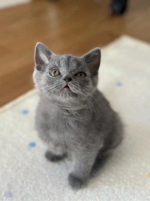 Britisch-Kurzhaar-Kitten