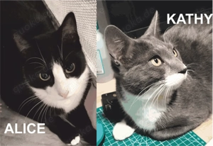 Alice und Kathy suchen gemeinsam ein neues Zuhause (als Wohnungskatzen)