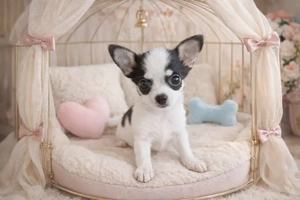 Reinrassiger langhaariger Chihuahua-Welpe 