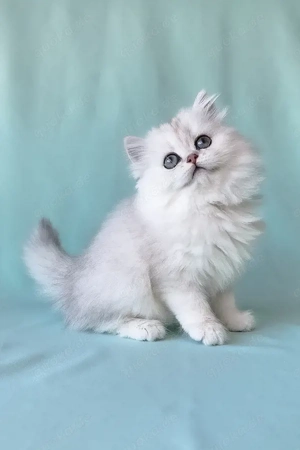 Mein Name ist Simon, und ich bin ein schottischer Junge mit langen, glatten Haaren.