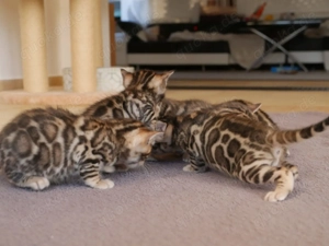 Verspielte & wunderschöne Bengalkitten (mit Stammbaum) suchen ein neues Zuhause!
