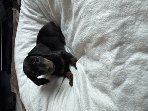 Kaninchendackel Zwergdackel Hündin black tan