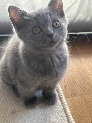 Britisch-Kurzhaar-Kitten 