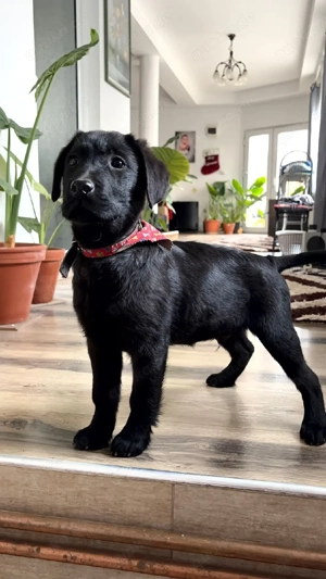 Nero sucht ein liebevolles Zuhause   