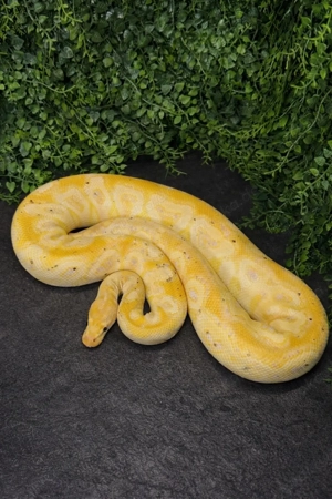 1.0 Banana Hurricane Clown Breeder Königspython