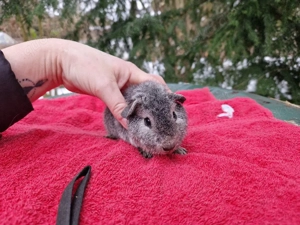us teddy in Silber agouti weiß 