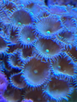 Ableger mit 50 Polypen Krustenanemone