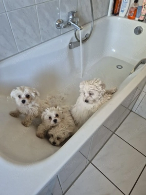 Malteser welpen weibchen 