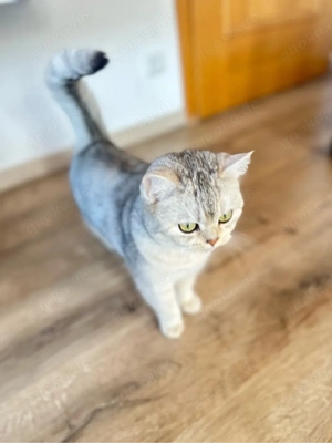 Süße Katze sucht ein liebevolles Zuhause