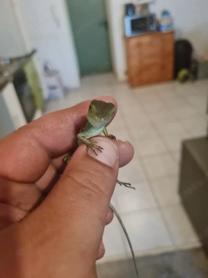 Nehme Agamen,Echsen,Geckos und Frösche auf 