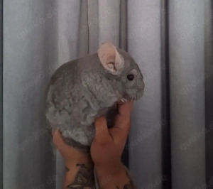 chinchilla