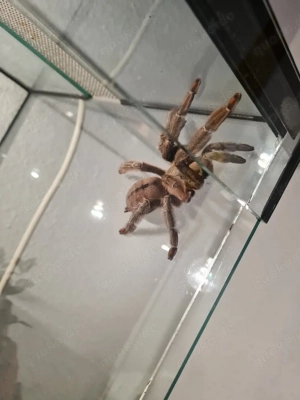 Nehme Vogelspinnen und Frösche auf 