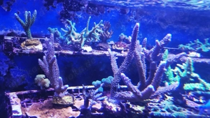 Korallen,Korallenableger, Meerwasser, Aquarium 