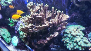 Korallen,Meerwasser,Aquarium,Korallenableger