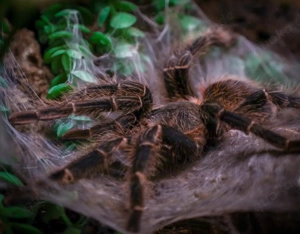 Verschiedene Vogelspinnen Skorpion 