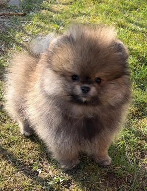 Zwergspitz Pomeranian 
