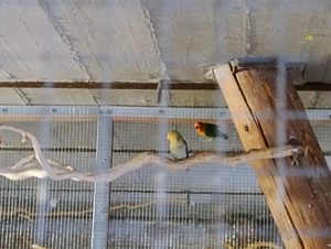 Agaporniden Jungtiere 5 Stück zu verkaufen.