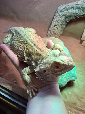 Bartagame männlich 8 Jahre alt