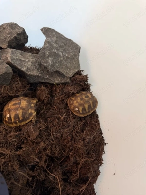 Griechische Landschildkröten  