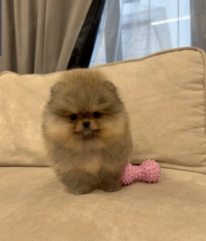 Liebenswerte Pomeranian Welpen