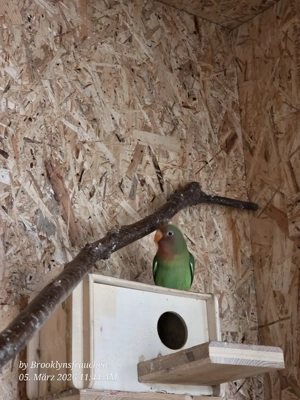 agaponiden abzugeben 