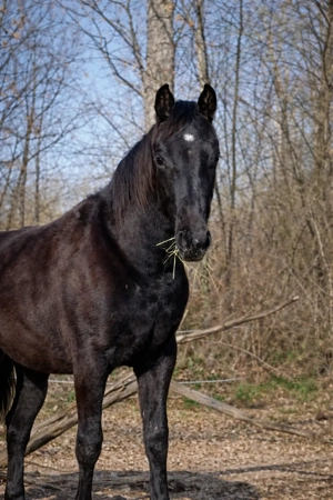 Schwarze Perle: Paint Horse Quarter Fohlen Stute APHA 
