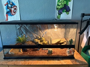 Terrarium mit drei Leoparden geckos 