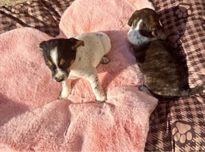 Jack Russel Welpen  