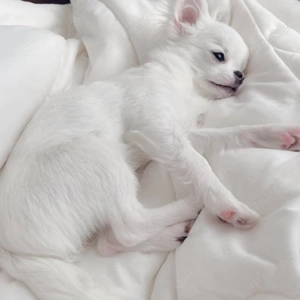 Männlicher Yorkshire-Terrier-Welpe