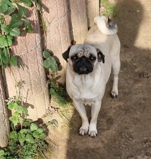 Wurfankündigung Retromopswelpen. Stammbaum, Katzen gewohnt