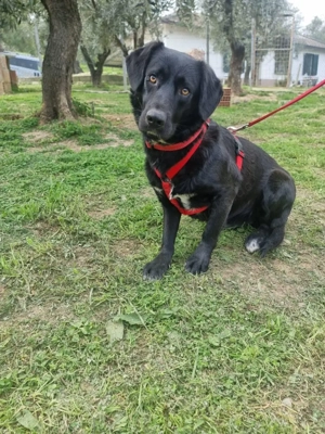 Schüchterner Hundejunge Billy sucht seine Herzensmenschen!