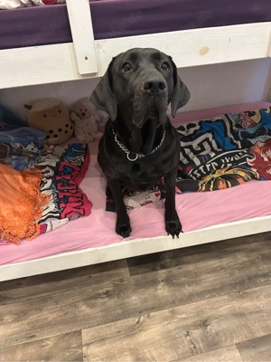 Labrador-Doggen mix Hündin