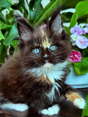 Königliche Maine-Coon-Kitten