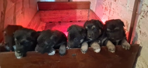 Altdeutsche schäferhundmixwelpen suchen liebevolles zuhause