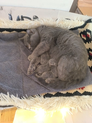 BKH Kätzchen reservieren