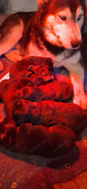 Altdeutsche schäferhundmixwelpen suchen liebevolles zuhause