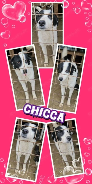 bildschöne, freundliche, menschenverträgliche Hündin "Chicca" sucht ein schönes Zuhause 