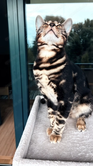 Bengal cat tabby brown Bild 2